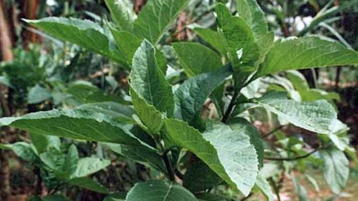 Health Benefits Of Bitter Leaf